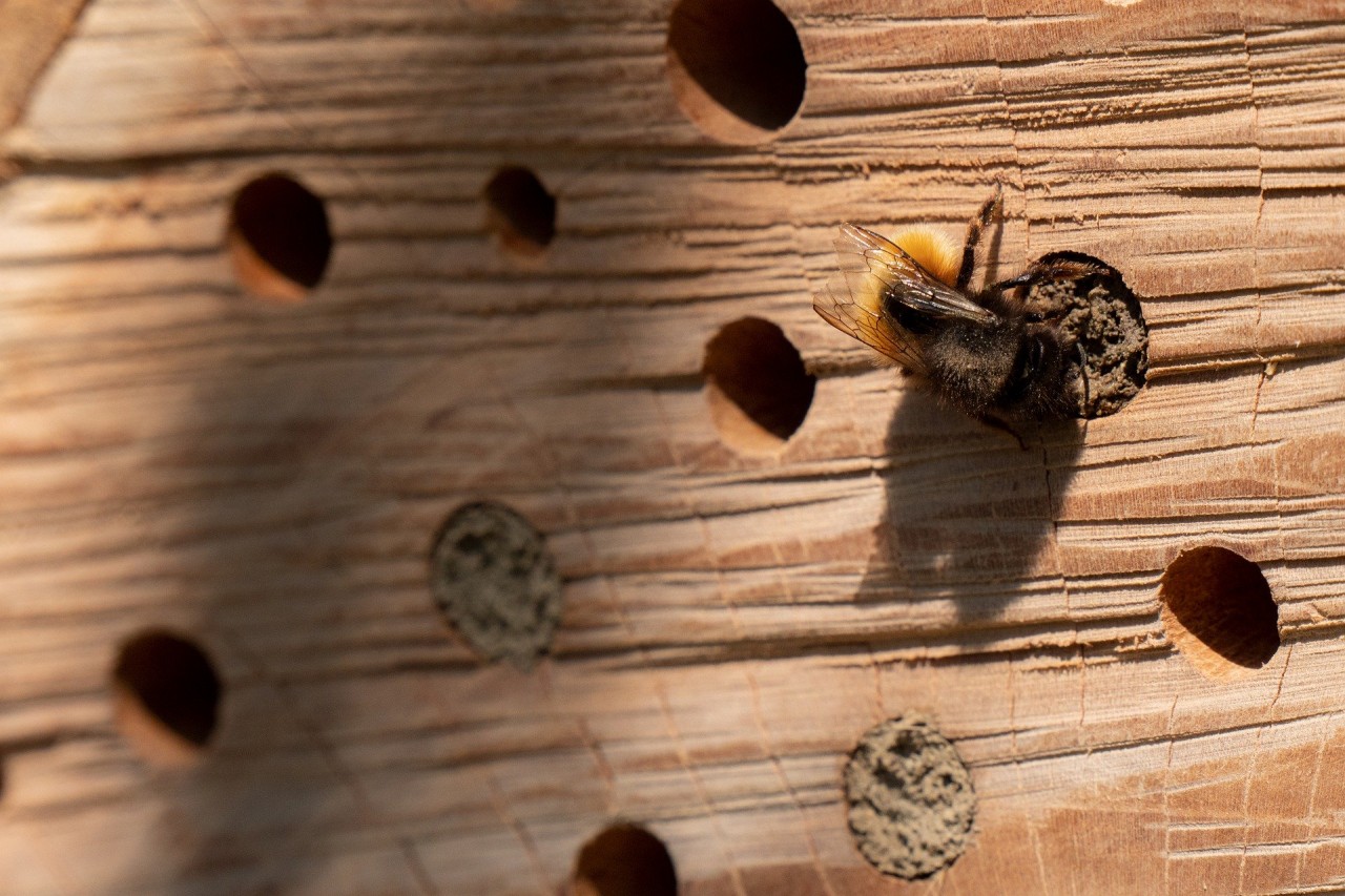 insect-hotel-5082527_1920